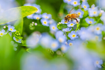 honey bee on forget-me-nots