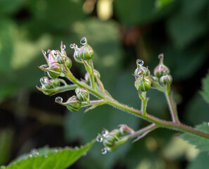 Blackberry buds and flowers on a bush. Blooming Rubus fruticosus in the garden.
