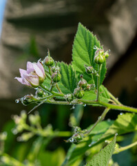 Blackberry buds and flowers on a bush. Blooming Rubus fruticosus in the garden.