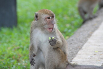 Macaque family playing in the wild