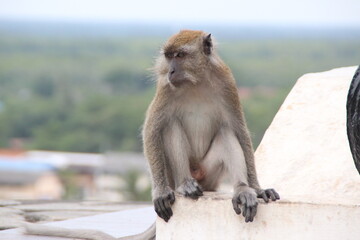 Fototapeta premium Macaque family playing in the wild