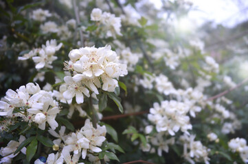 モッコウバラ八重白花　Rosa banksiae alba