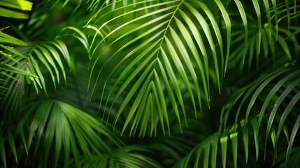 Texture of palm branches in the background