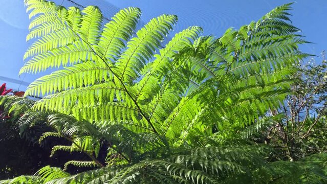Bracken Fern in Sunlight