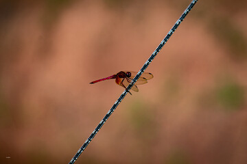 Dragonfly hold on the tent rope