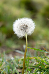 dandelion in the grass