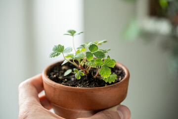 Man holding small Strawberry Fragaria seedlings in clay pot in hand, closeup. Hobby, indoor gardening, growing fruits from seed concept