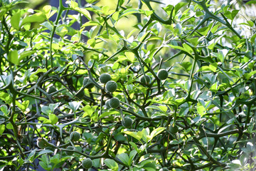 カラタチの青い実