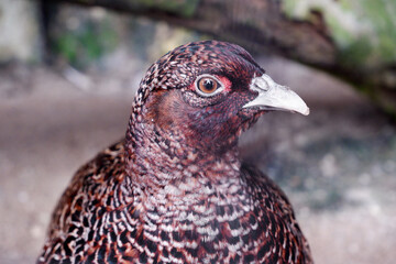 beautiful female chinese ring-necked pheasant, phasianus colchicus torquatus, bird closeup, wildlife bird
