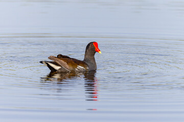 common moorhen adult swimming in the wetlands at merritt island national wildlife refuge