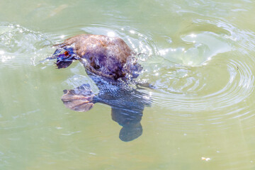 platypus swimming and diving in a sunlit pool of the broken river at eungella national park