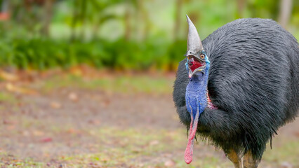 front view of a southern cassowary swallowing fruit at etty bay, qld