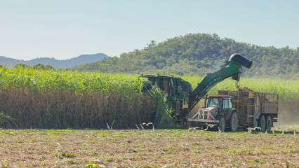 close shot of a sugar cane harvester and tractor harvesting cane near mackay, qld