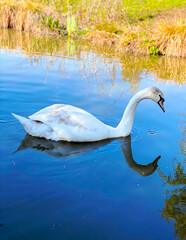 Beautiful Swan on Lake 