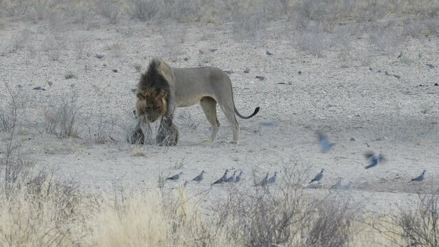 Black-maned Kalahari male lion displaying the peculiar behaviour of urinating on cubs eager to play with him. 