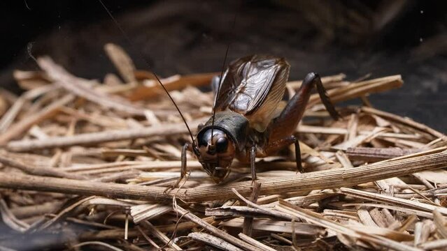 エンマコオロギのオスが鳴く4K動画(音声付き)	
