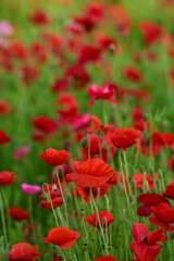 ポピー