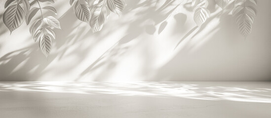 empty white room with foliage shadow background