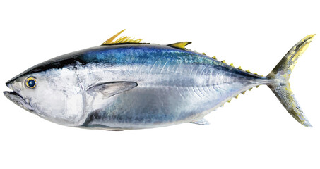黒潮の弾丸・丸々と太った美しいクロマグロのリアル調切り抜き白背景イラストレーション