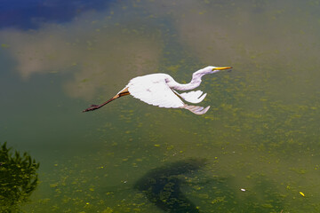 white heron in flight