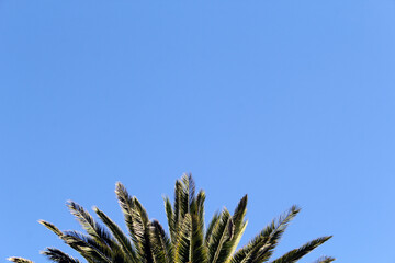 Top of a palm tree against a clear blue sky abstract background