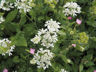 オルレアとユウゲショウ