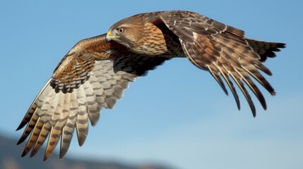 Fototapeta premium A swift hawk dives towards its prey, wings tucked and eyes focused, set against a clear blue sky