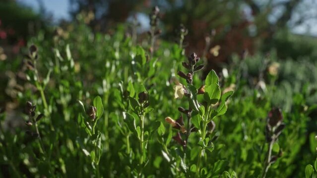 Close-up of fresh green teucrium fruticans, also known as tree germander, thriving in the wild outdoors of puglia, southern italy, with sunlight illuminating the plant details.