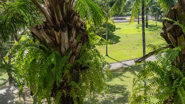 A paved footpath in a tropical park. Coconut palms grow on manicured green lawns. In the foreground, close-up, the trunks of palm trees with ferns growing on them. Malaysia. Borneo. Kota Kinabalu.