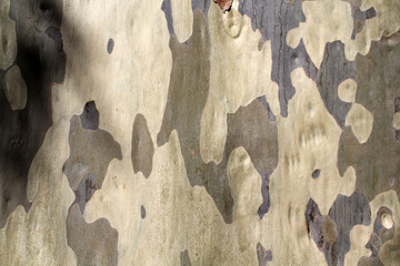 Eucalyptus tree bark close up abstract textured background