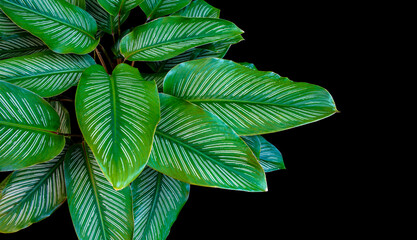 Calathea ornata leaves (Pin-stripe Calathea) The tropical foliage isolated on black background with...