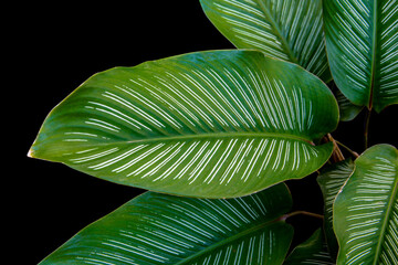 Tropical green leaves of pin stripe calathea (Calathea ornata) houseplant isolated on black...