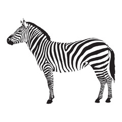 Fototapeta premium Zebra Illustration Vector Art