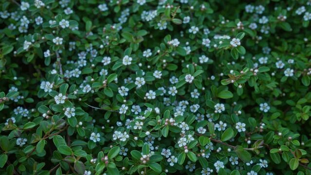 Close-up of cotoneaster horizontalis, also known as rockspray cotoneaster, with white flowers in an outdoor setting in puglia, italy, showcasing dense green foliage.