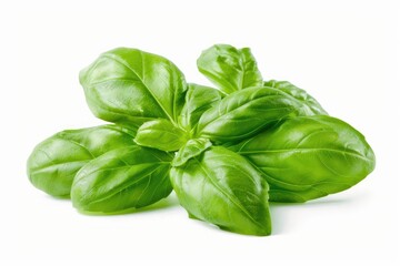 Fresh basil leaves with vibrant green color isolated on white background