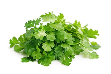 Fresh cilantro with lush green leaves isolated on white background