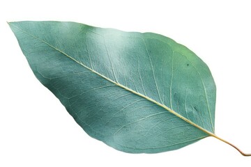 Fototapeta premium Single eucalyptus leaf with a bluish-green hue isolated on white background