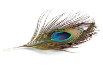 Obraz premium Single peacock feather with vibrant colors isolated on white background