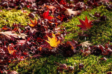 苔の上に落ちた紅葉