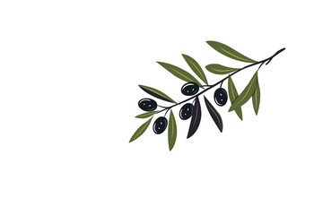 branche d'un olivier avec ses feuilles vertes et argentées et quelques olives bien mûres et bien noires. Olives noires de Nice, AOC, AOP, comté de Nice, Côte d'Azur et son huile d'olive