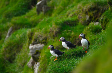 Puffins in Mykines, Faroe Islands