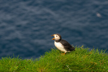 Puffins in Mykines, Faroe Islands