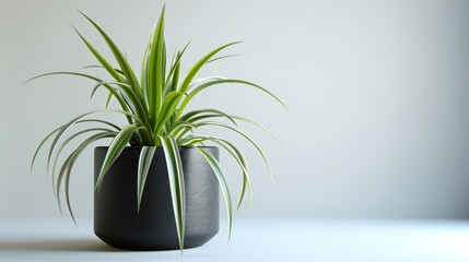 Contemporary Spider Sanctuary: Spider plant in dark pot against white background blends contemporary style with indoor greenery.