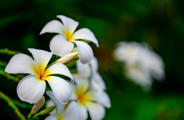 White Plumeria on the Plumeria tree or Plumeria flowers with green leaves background