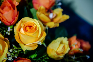 Rose Flowers in soft focus or blurred background and among other multi color orchid flowers.