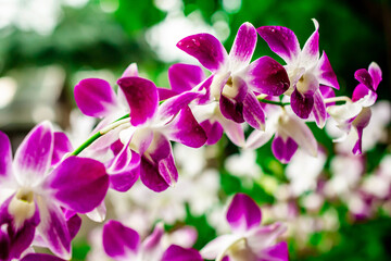 Obraz premium Beautiful Thai Orchid Purple or Lavender on isolated or group with blur or defocus background.