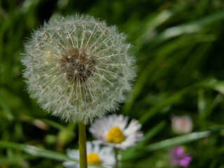 dandelion