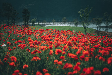 양귀비가 보이는 풍경