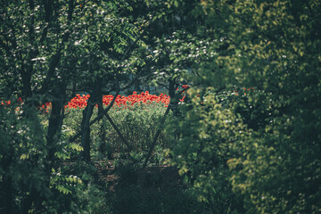 Fototapete bei efototapeten.de bestellen   