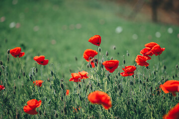 Fototapeta premium 양귀비가 보이는 풍경